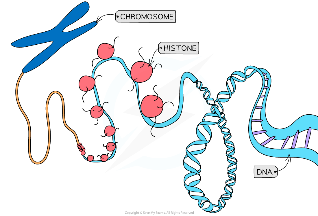 Histones, downloadable AS & A Level Biology revision notes