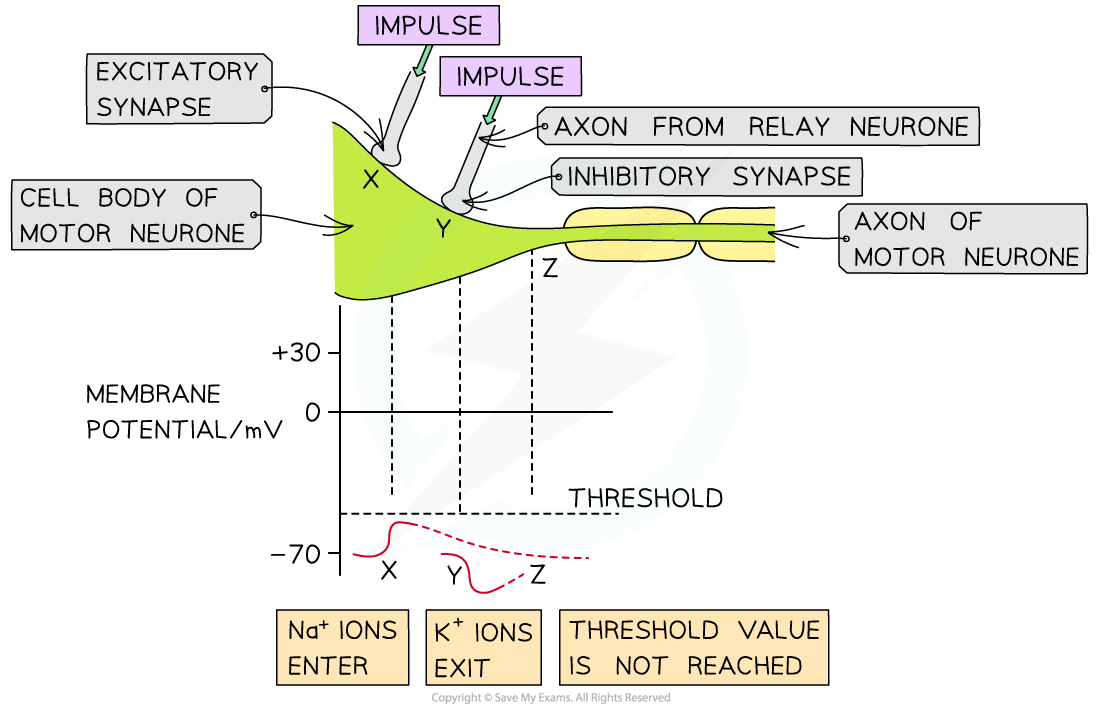 Inhibitory synapse, downloadable AS & A Level Biology revision notes