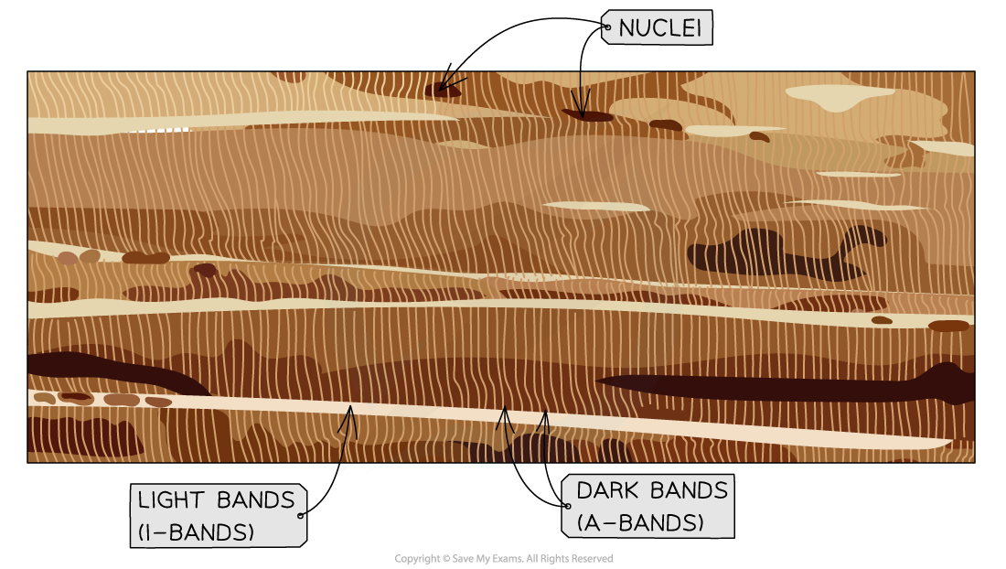 Optical microscope skeletal muscle, downloadable AS & A Level Biology revision notes