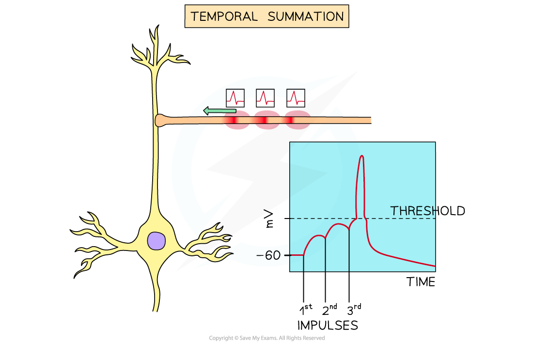 Summation (1), downloadable AS & A Level Biology revision notes