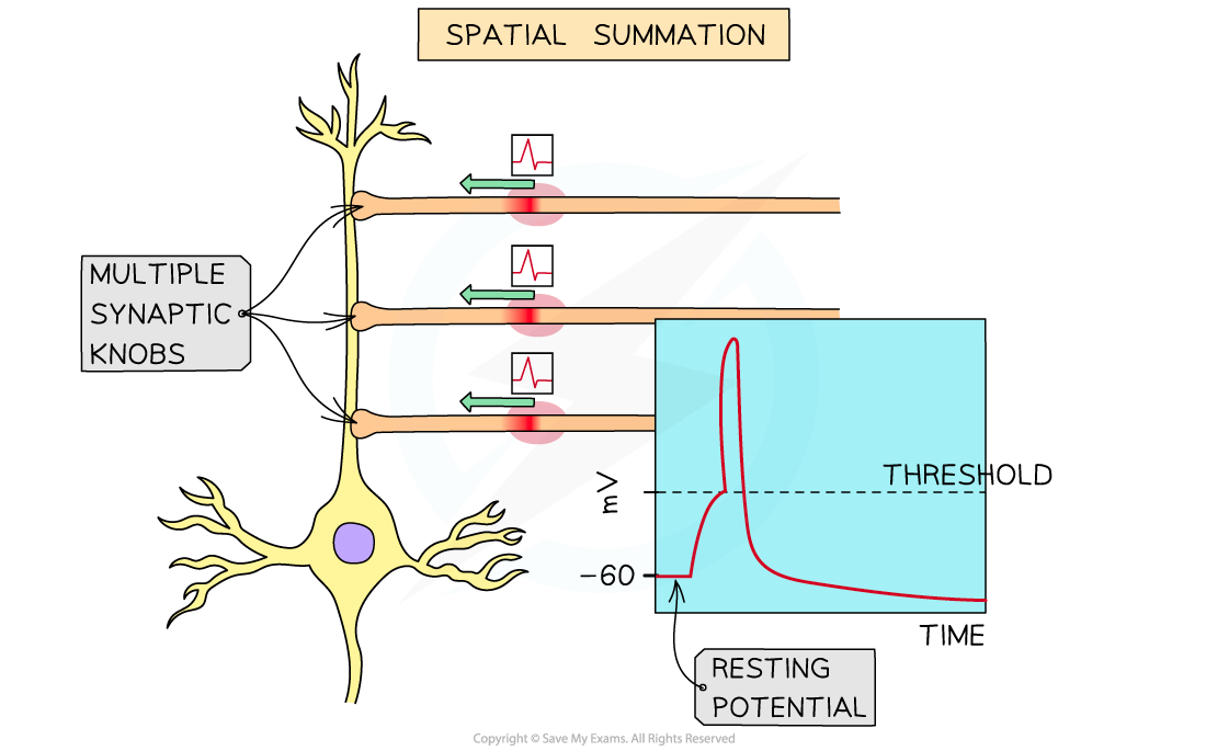 Summation (2), downloadable AS & A Level Biology revision notes