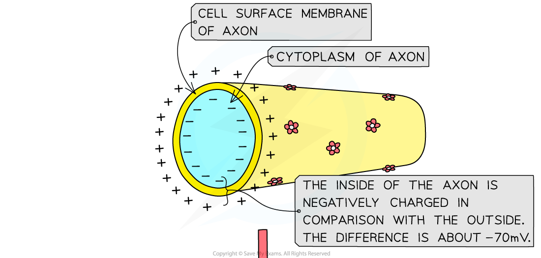 The resting potential of an axon (1)_1, downloadable AS & A Level Biology revision notes