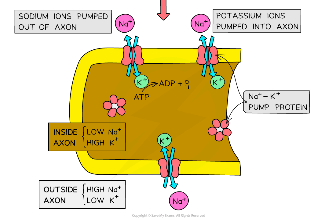 The resting potential of an axon (2)_1, downloadable AS & A Level Biology revision notes