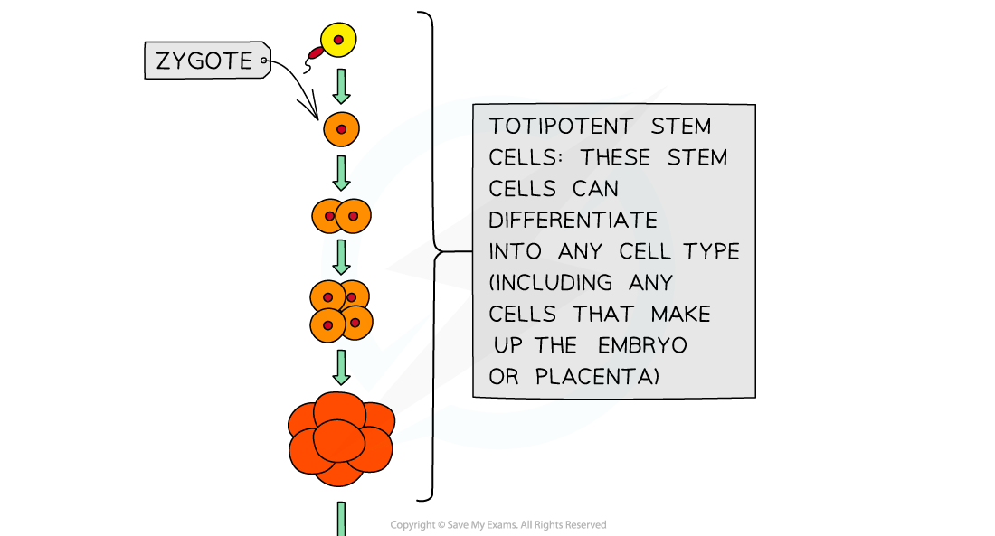 Types of Stem Cell (1), downloadable AS & A Level Biology revision notes