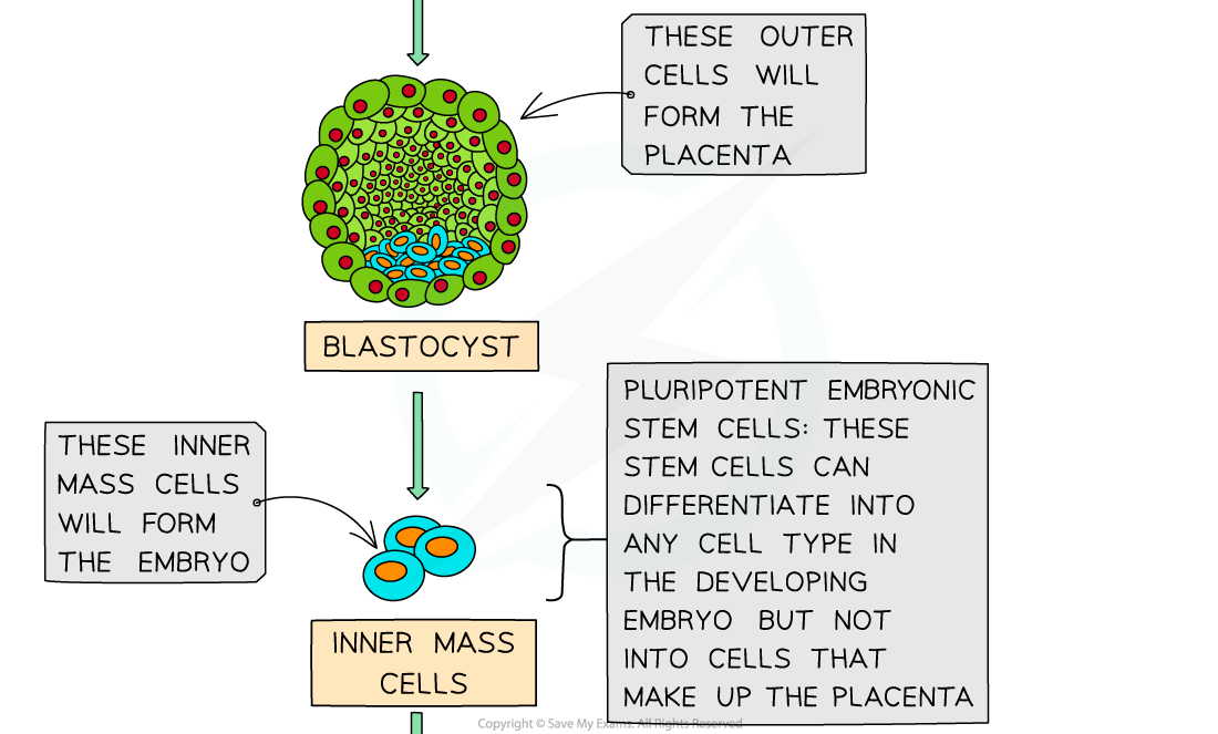 Types of Stem Cell (2), downloadable AS & A Level Biology revision notes