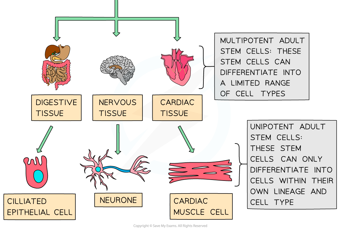 Types of Stem Cell (3), downloadable AS & A Level Biology revision notes