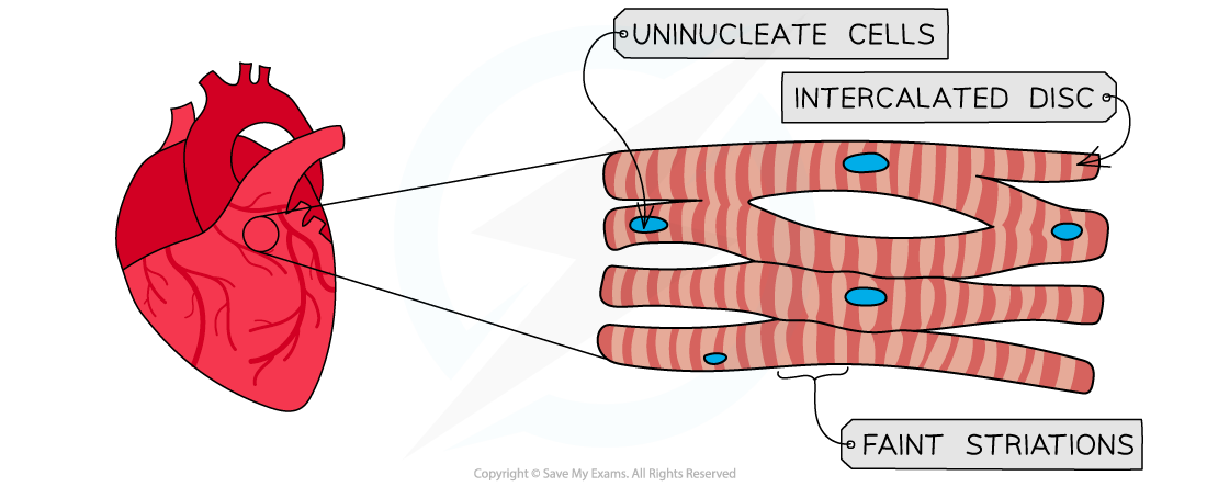 Cardiac muscle structure, downloadable AS & A Level Biology revision notes