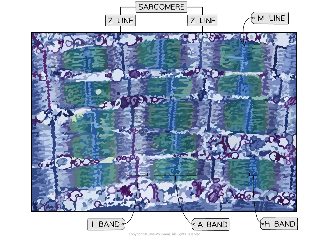 Mammalian Muscle Under The Microscope 1, downloadable AS & A Level Biology revision notes