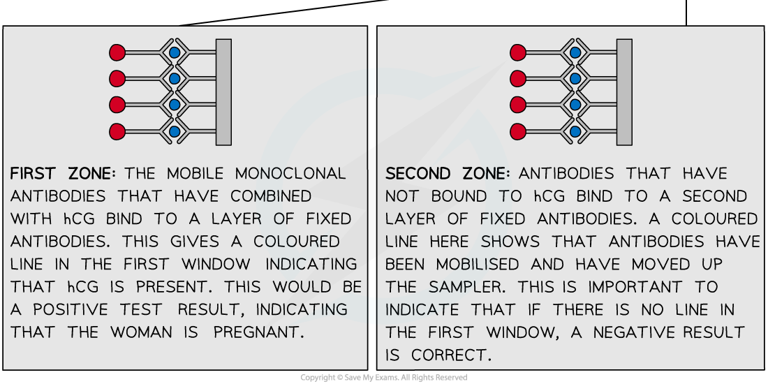 Pregnancy testing stick 2, downloadable AS & A Level Biology revision notes