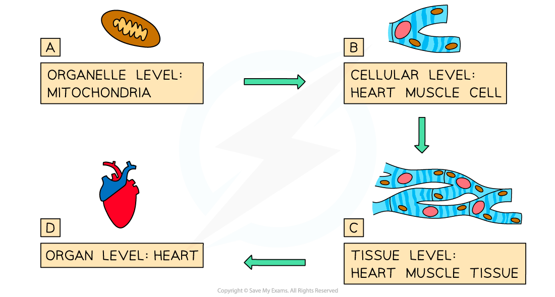 Different levels of organisation in organisms 1, downloadable AS & A Level Biology revision notes