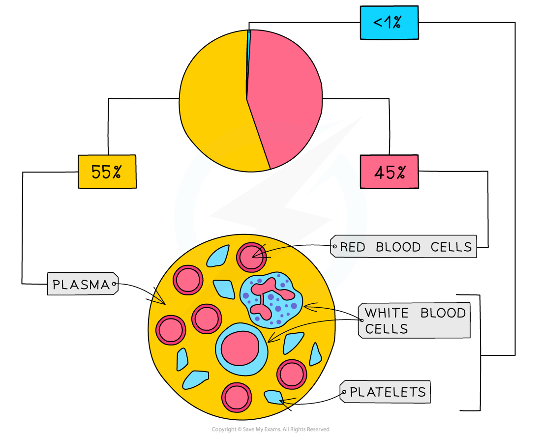 The components of the blood 1, downloadable IGCSE & GCSE Biology revision notes