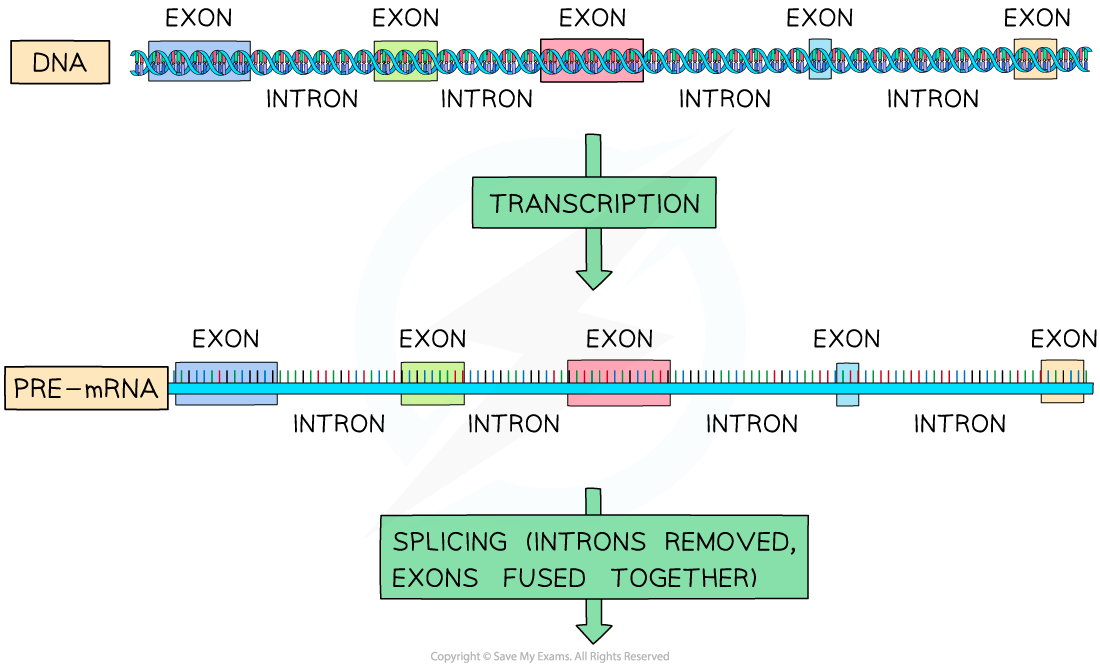 Splicing of pre-mRNA 1, downloadable AS Level & A Level Biology revision notes