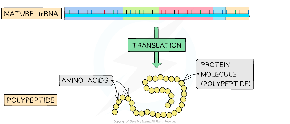 Splicing of pre-mRNA 2, downloadable AS Level & A Level Biology revision notes