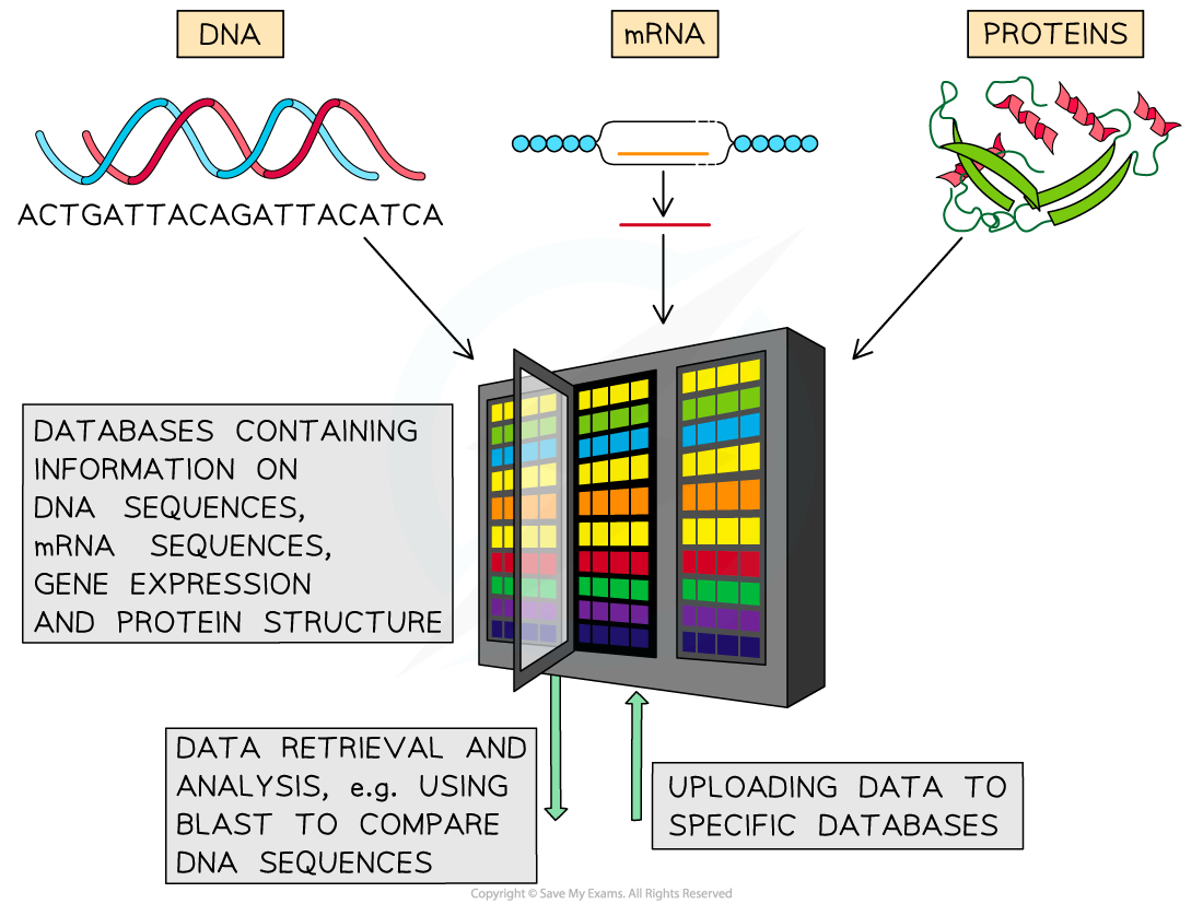 Bioinformatics, downloadable AS Level & A Level Biology revision notes