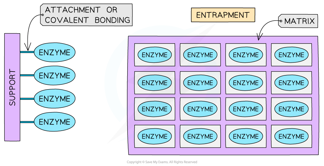 Different methods of immobilising enzymes 1, downloadable AS & A Level Biology revision notes