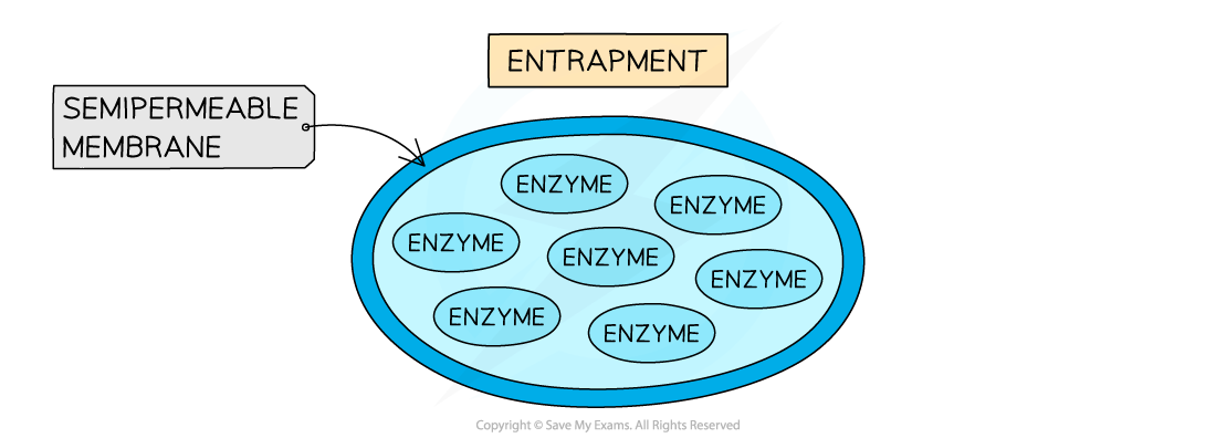 Different methods of immobilising enzymes 2, downloadable AS & A Level Biology revision notes