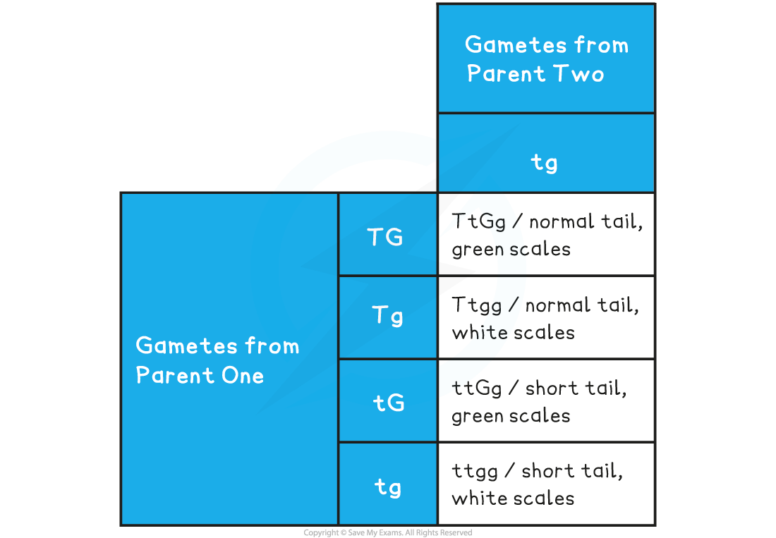 Dihybrid cross unlinked genes, downloadable AS Level & A Level Biology revision notes