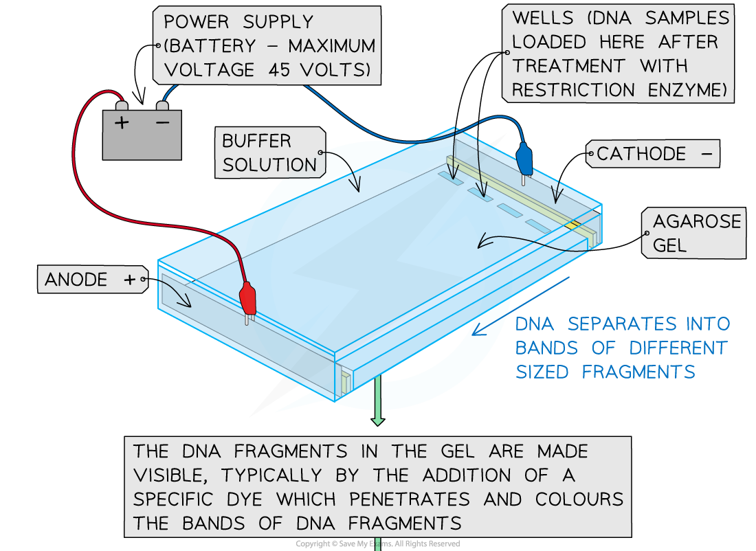 Electrophoresis-1, downloadable AS & A Level Biology revision notes