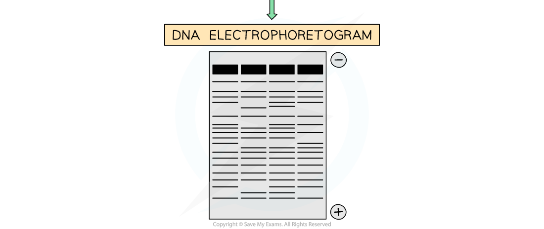 Electrophoresis-2, downloadable AS & A Level Biology revision notes