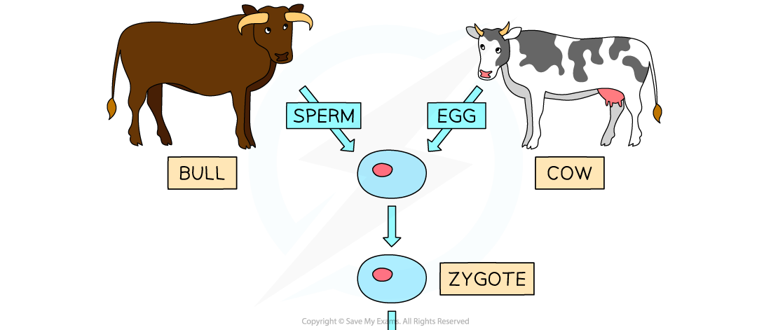 Embryo twinning 1, downloadable AS & A Level Biology revision notes