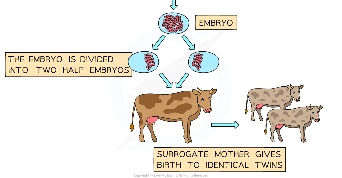 Embryo twinning 2, downloadable AS & A Level Biology revision notes