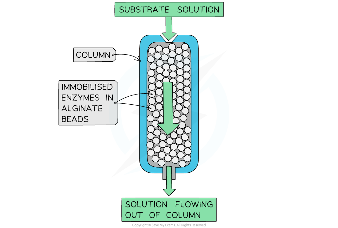 Immobilised enzyme column, downloadable AS & A Level Biology revision notes