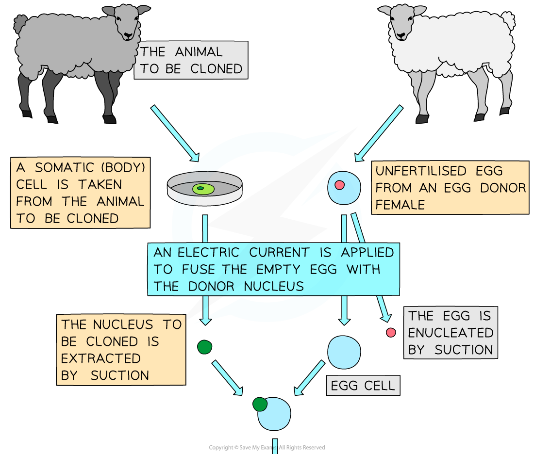 Reproductive cloning of animals 1, downloadable AS & A Level Biology revision notes