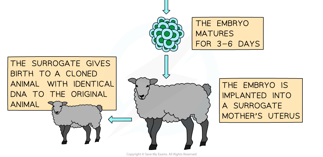 Reproductive cloning of animals 2, downloadable AS & A Level Biology revision notes