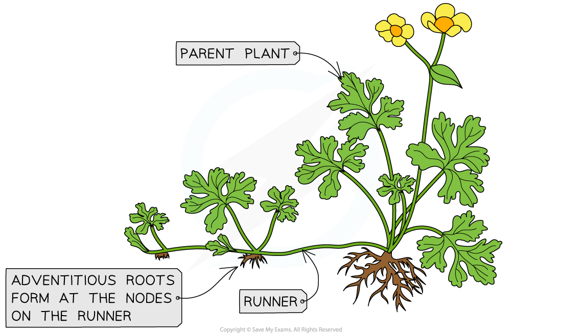 Runners and adventitious roots, downloadable AS Level & A Level Biology revision notes