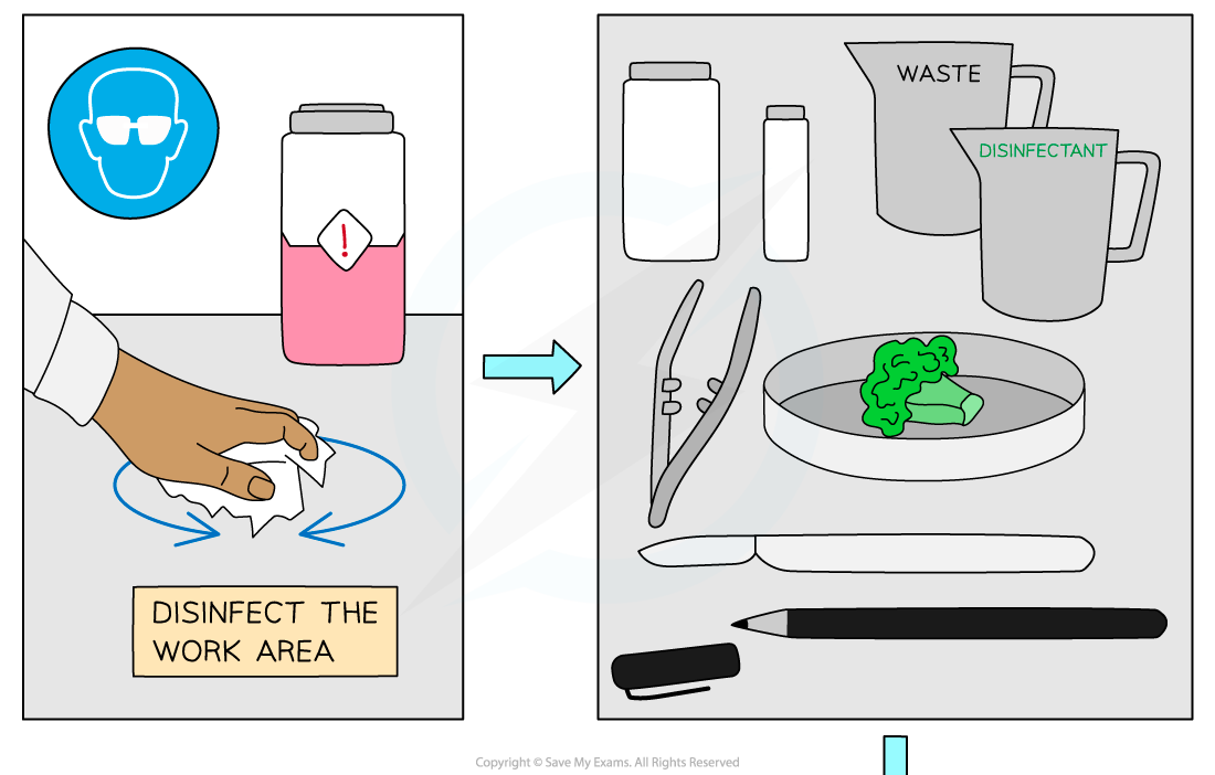 Steps of micropropagation of cauliflower from an explant 1, downloadable AS Level & A Level Biology revision notes