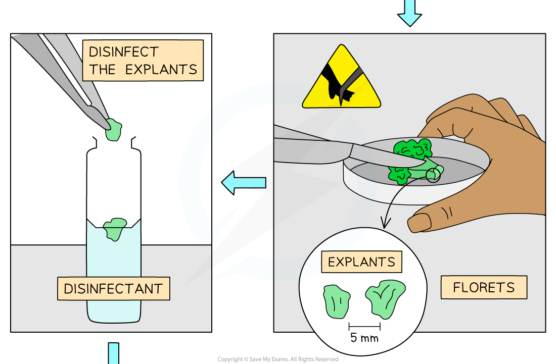 Steps of micropropagation of cauliflower from an explant 2, downloadable AS Level & A Level Biology revision notes