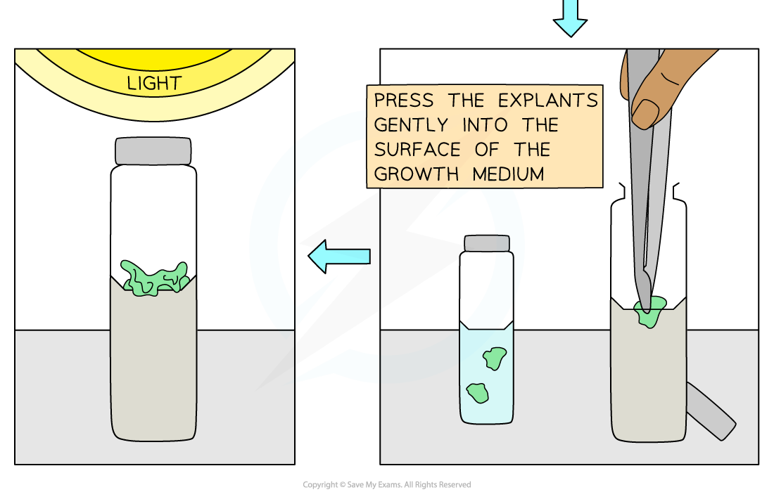 Steps of micropropagation of cauliflower from an explant 4, downloadable AS Level & A Level Biology revision notes