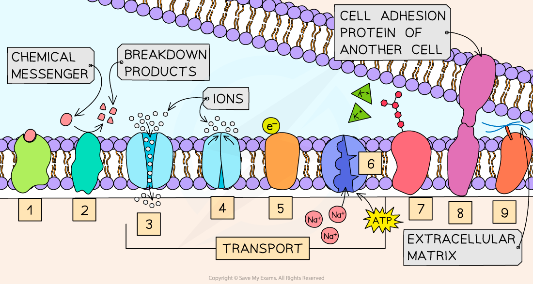 1.3.2 Examples of the functions of membrane proteins 1, downloadable AS & A Level Biology revision notes