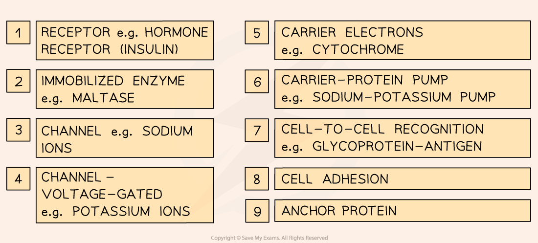 1.3.2 Examples of the functions of membrane proteins 2, downloadable AS & A Level Biology revision notes