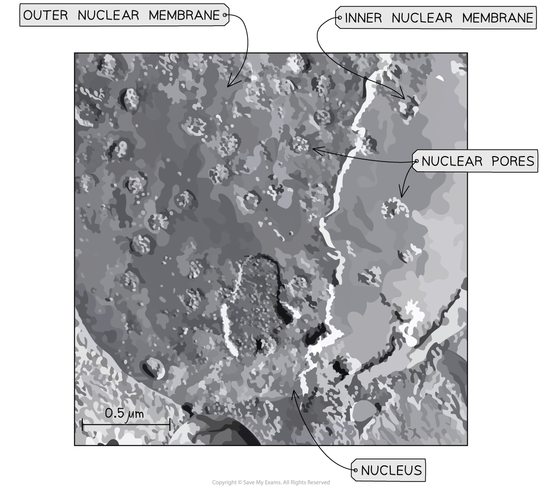 1.3.6 Freeze-etching of a nucleus suggests evidence against Davson-Danielli's model, downloadable AS & A Level Biology revision notes