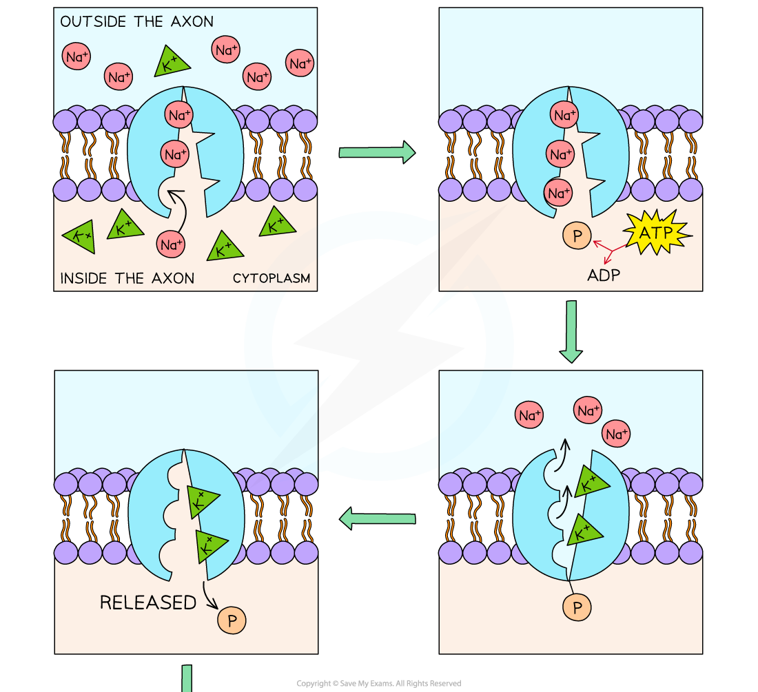 Active transport of sodium and potassium ions in axons using sodium-potassium pump carrier proteins 1, downloadable IB Biology revision notes