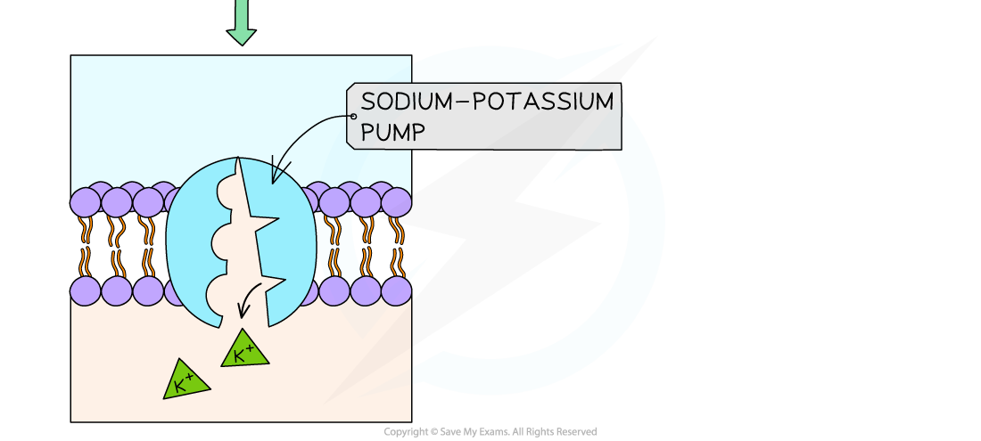 Active transport of sodium and potassium ions in axons using sodium-potassium pump carrier proteins 2, downloadable IB Biology revision notes