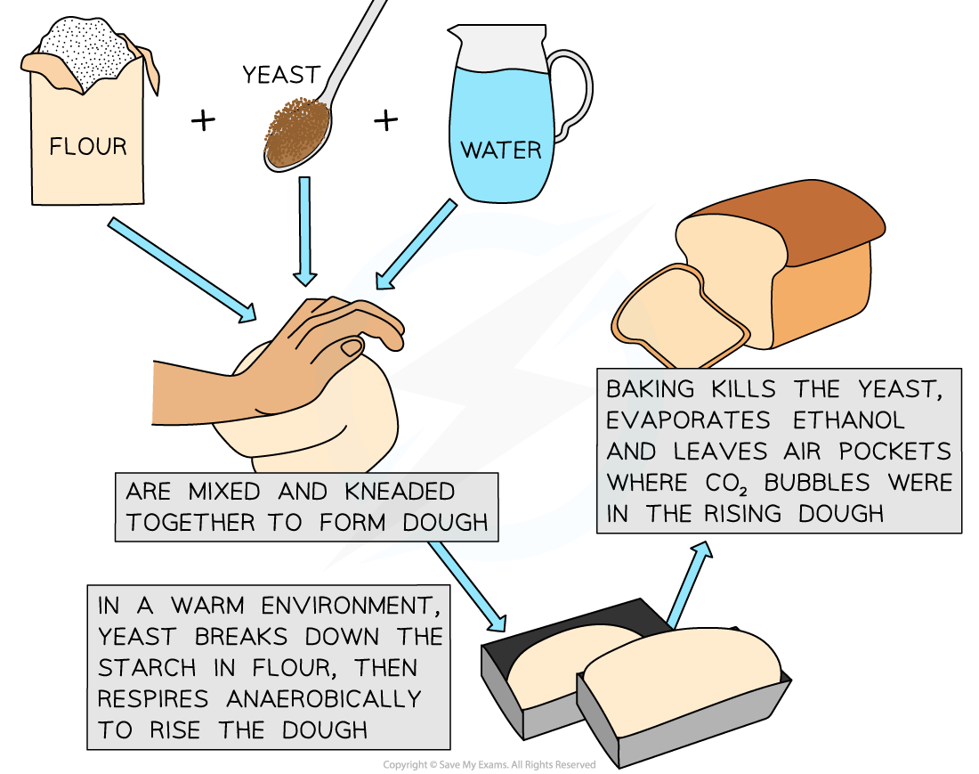 Anaerobic Respiration_ Yeast, downloadable AS & A Level Biology revision notes