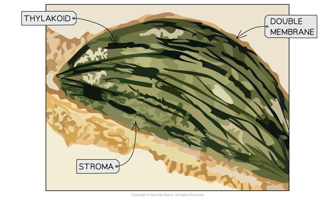 Chloroplast, downloadable IB Biology revision notes