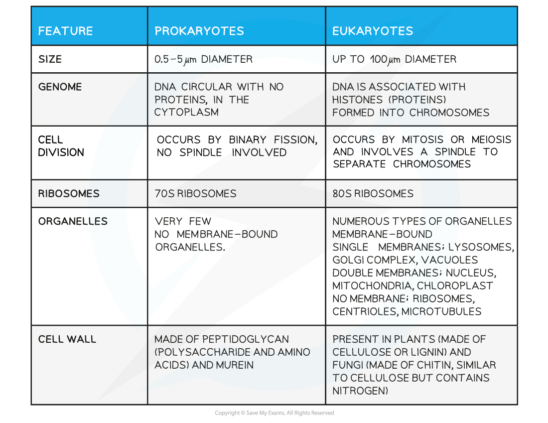 Comparison of Prokaryotes & Eukaryotes table, downloadable IB Biology revision notes