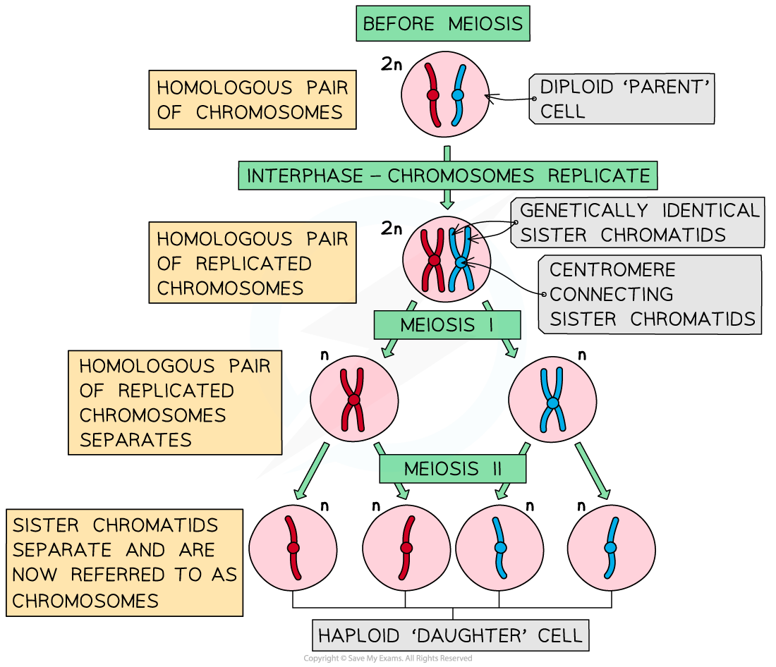 DNA replication before meiosis, downloadable AS & A Level Biology revision notes