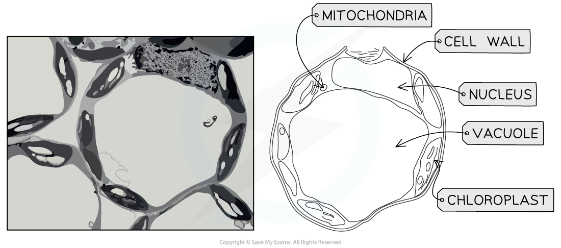 Electron micrograph and drawing of a palisade mesophyll cell, downloadable IB Biology revision notes