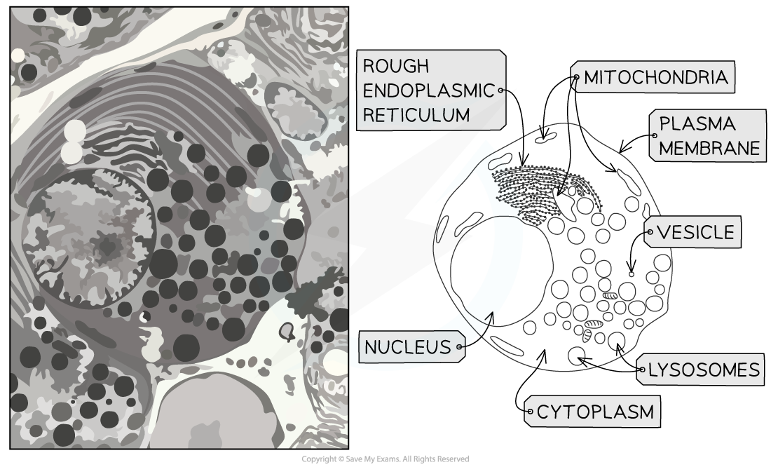 Electron micrograph and drawing of an exocrine gland cell of the pancreas, downloadable IB Biology revision notes