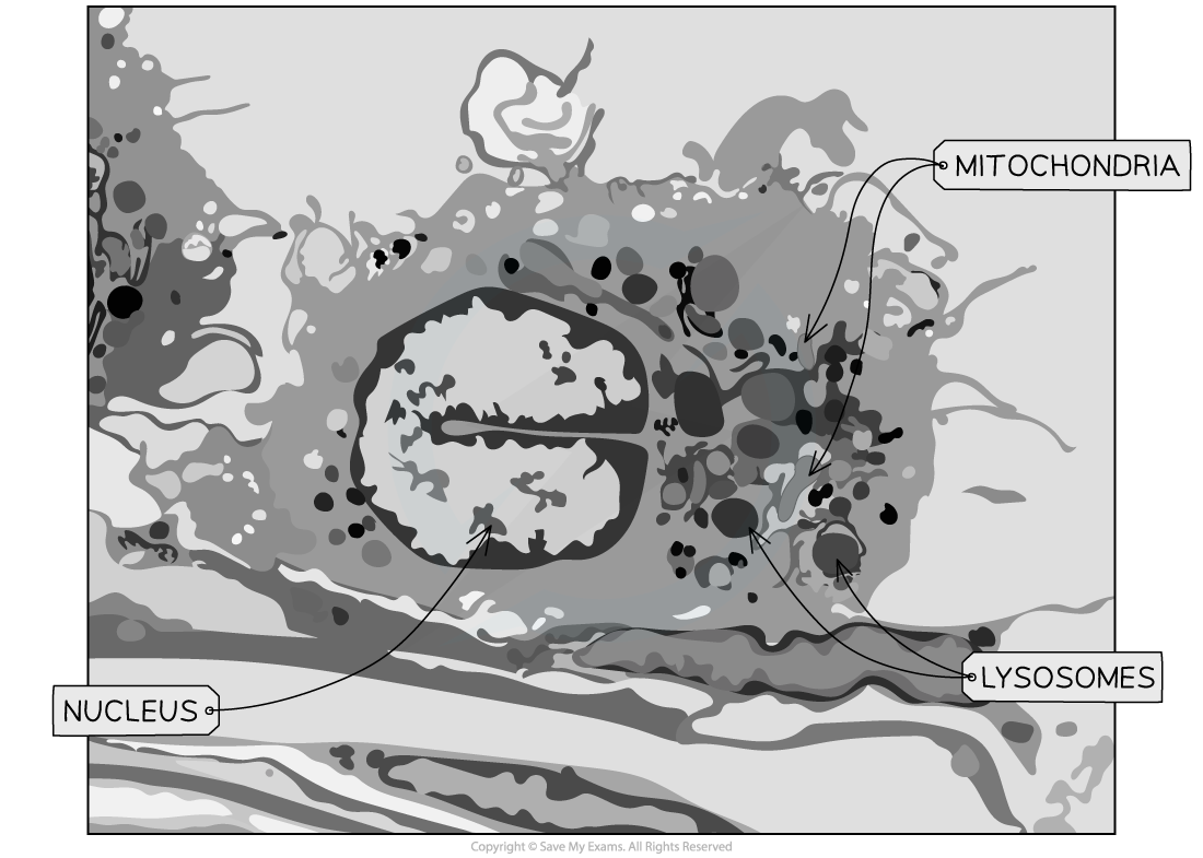 Electron micrograph of cell 1, downloadable IB Biology revision notes