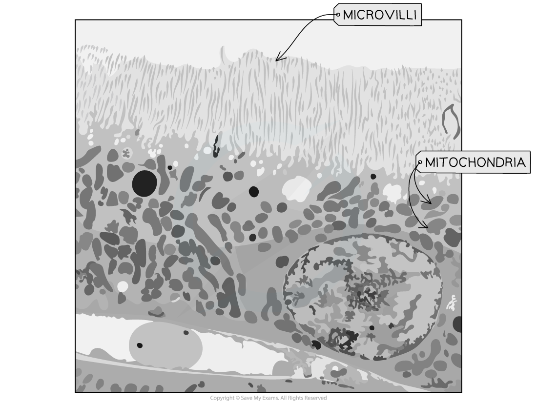 Electron micrograph of cell 2, downloadable IB Biology revision notes