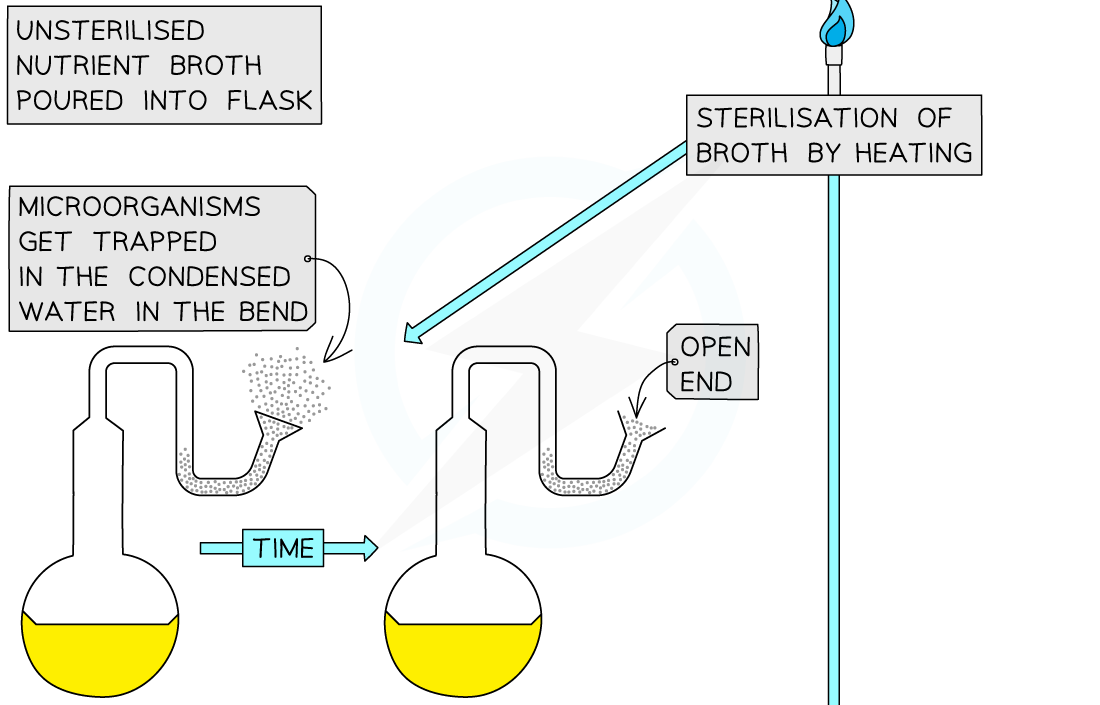 Experiments disproving spontaneous generation 5, downloadable IB Biology revision notes