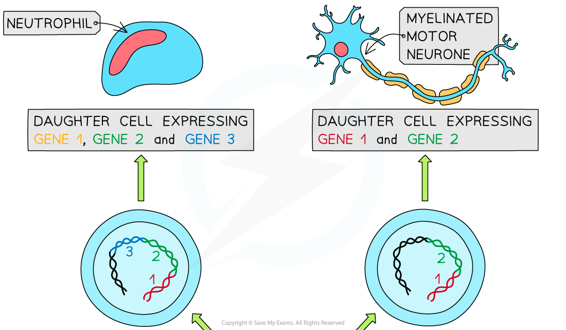 Expression of genes resulting in cell differentiation 1, downloadable IB Biology revision notes