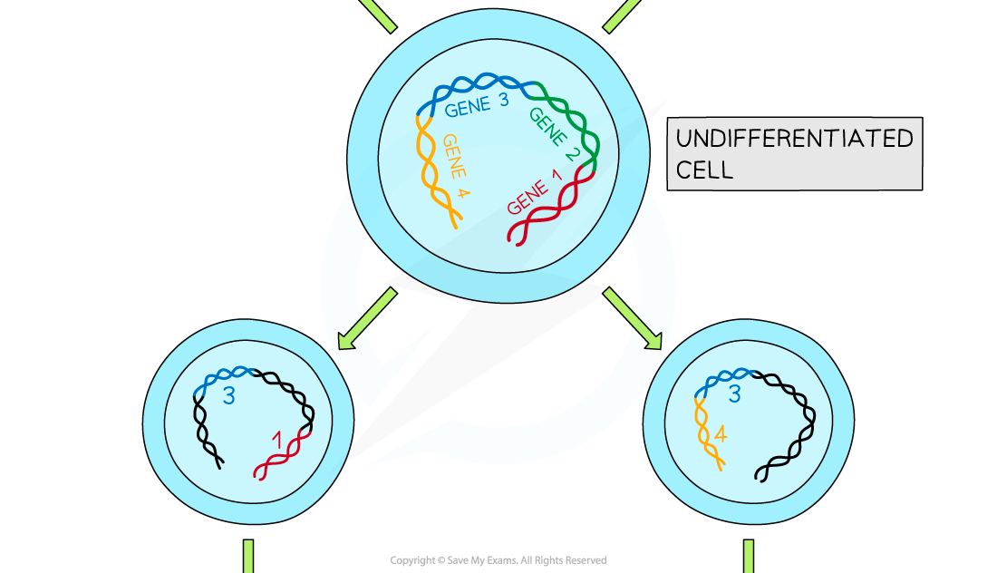 Expression of genes resulting in cell differentiation 2, downloadable IB Biology revision notes