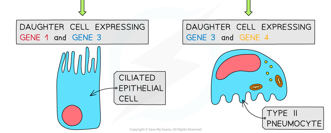 Expression of genes resulting in cell differentiation 3, downloadable IB Biology revision notes