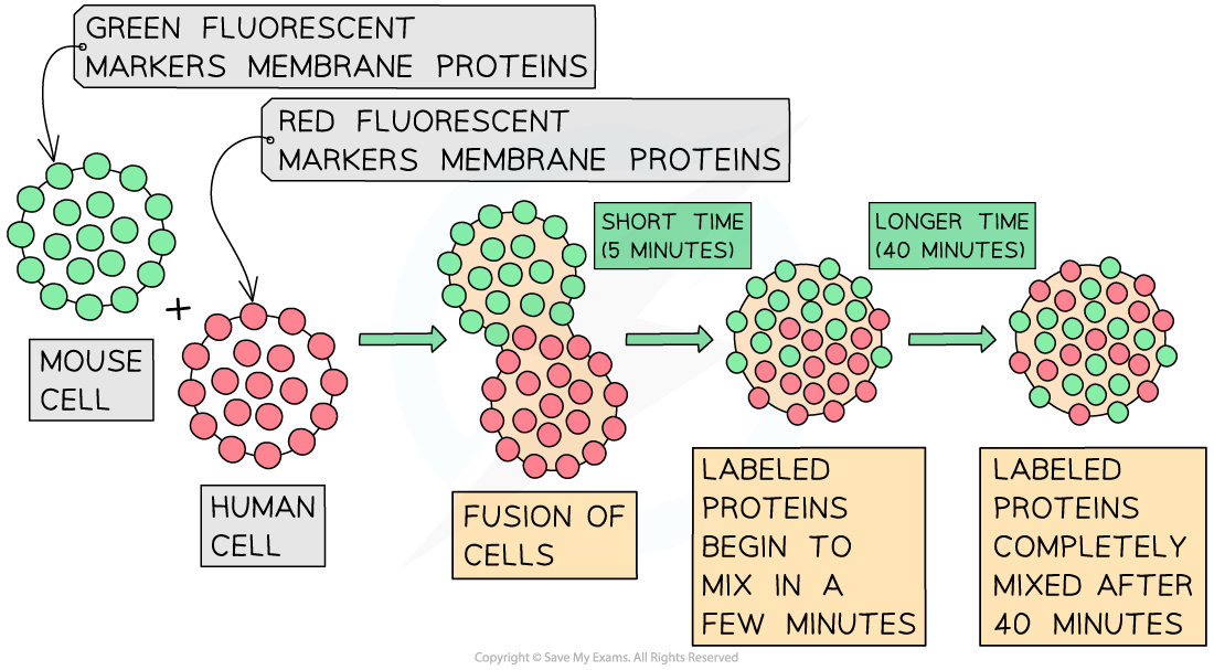 Fluorescent markers on membrane proteins suggests evidence against Davson-Danielli's model, downloadable IB Biology revision notes